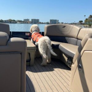 A dog in an orange life jacket on the back of a boat.