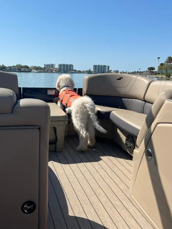 A dog in an orange life jacket on the back of a boat.