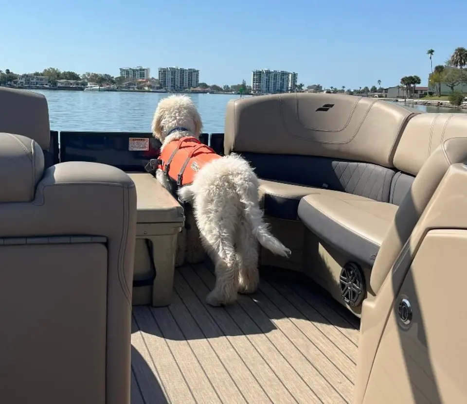 A dog in an orange life vest on the back of a boat.